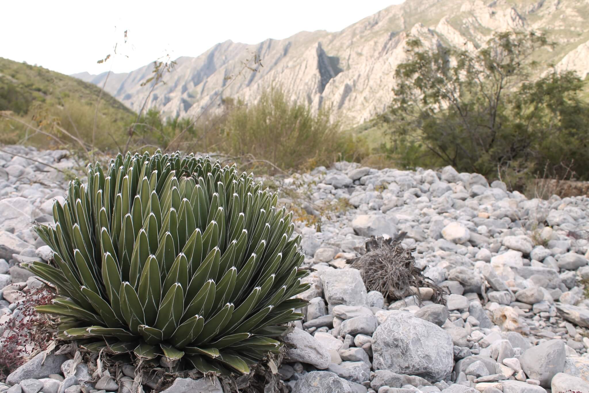 Agave victoriae reginae